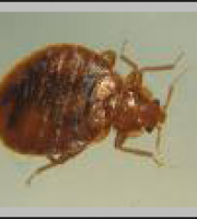 bedbugs03_manhattan_exterminator